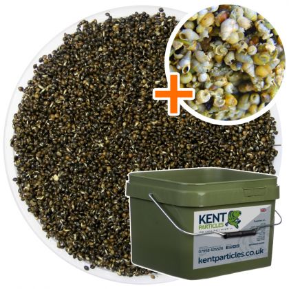 Kent Particles Prepared Hemp & Snails: click to enlarge