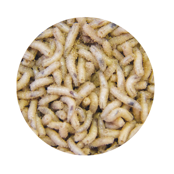 Dead White Maggots, Carp Extras