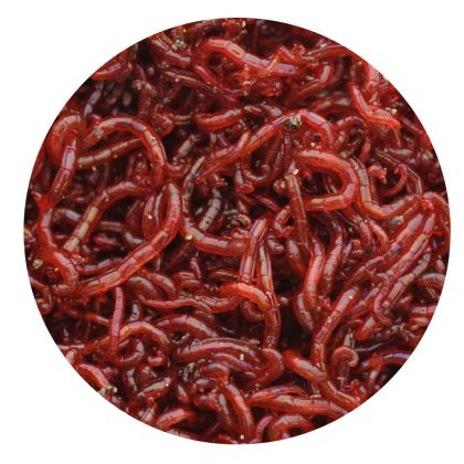 Kent Particles Frozen Whole Bloodworm : click to enlarge