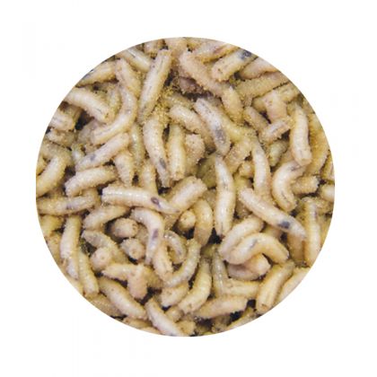 Kent Particles Dead White Maggots: click to enlarge