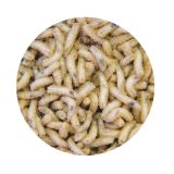 Dead White Maggots